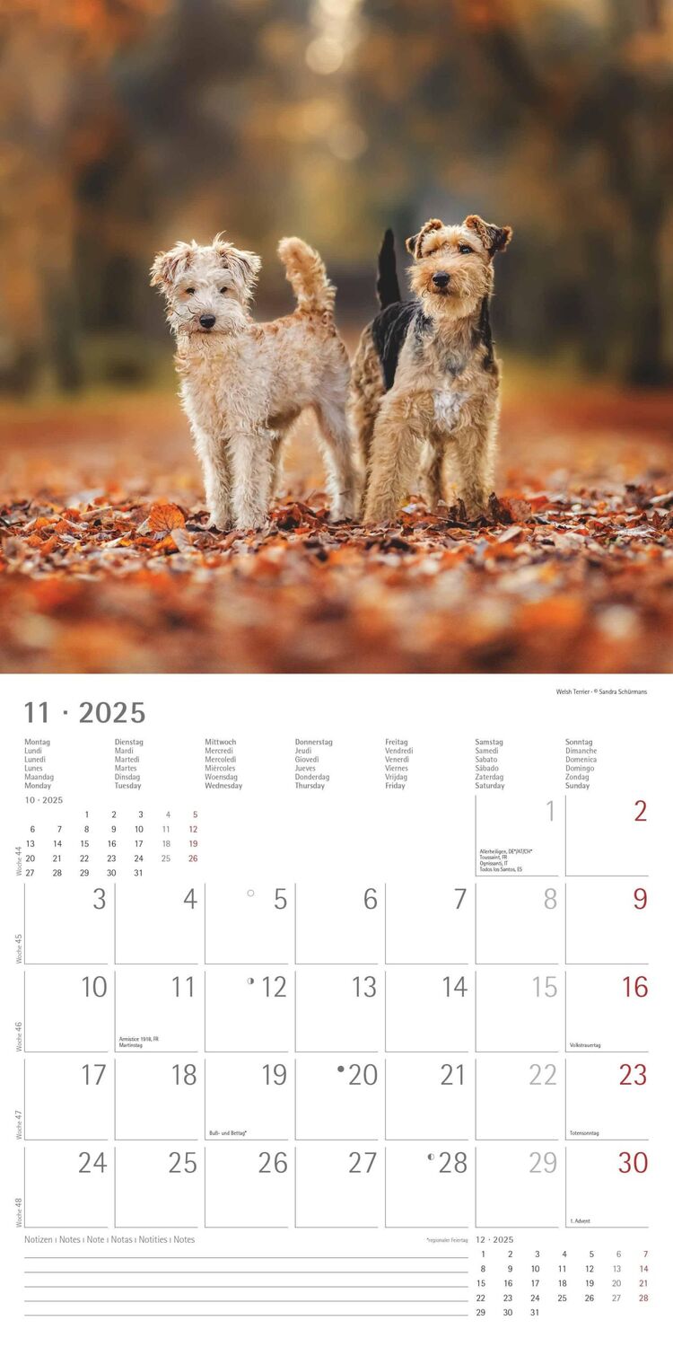 Bild: 4251732340667 | Welpen 2025 - Broschürenkalender 30x30 cm (30x60 geöffnet) -...