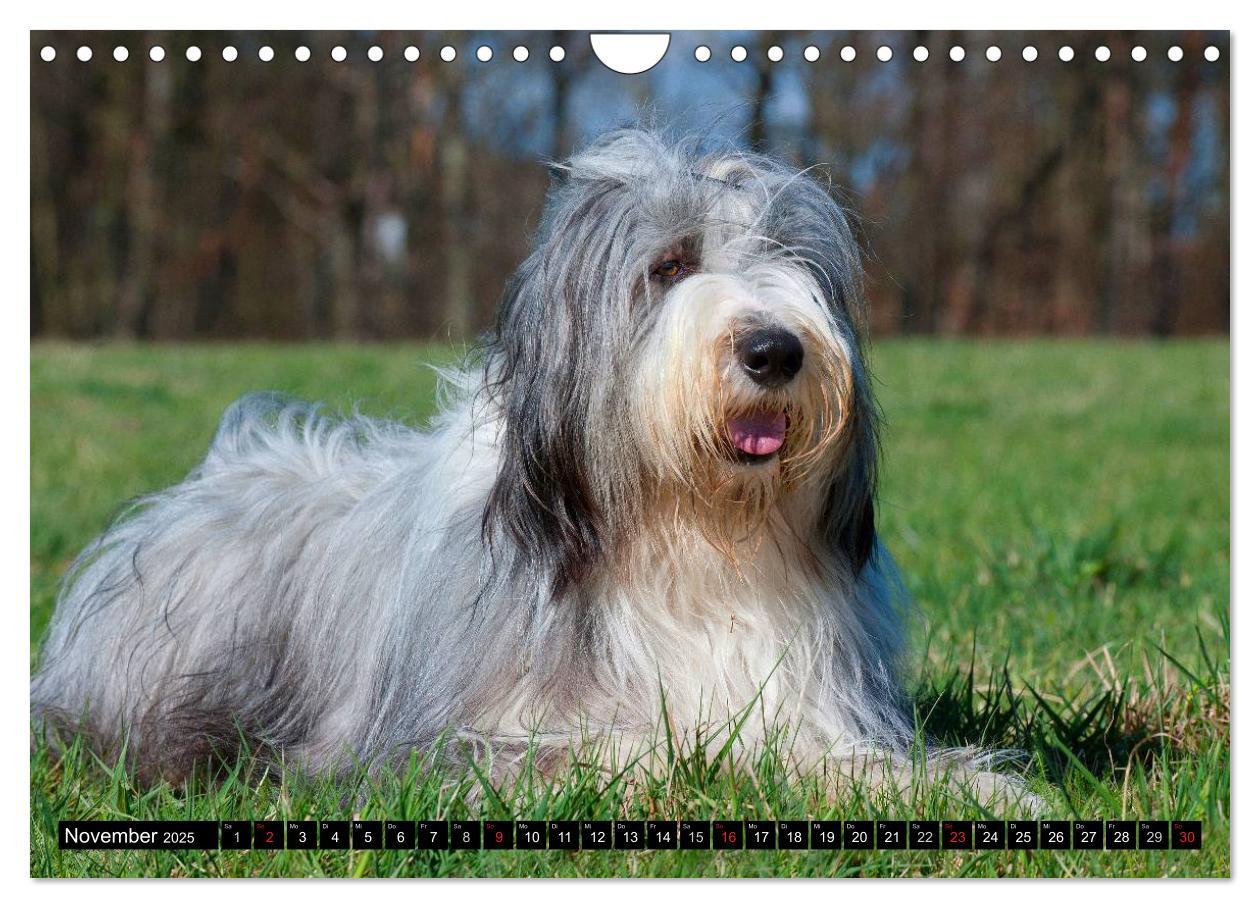 Bild: 9783435573851 | Liebenswerter Clown Bearded Collie (Wandkalender 2025 DIN A4 quer),...