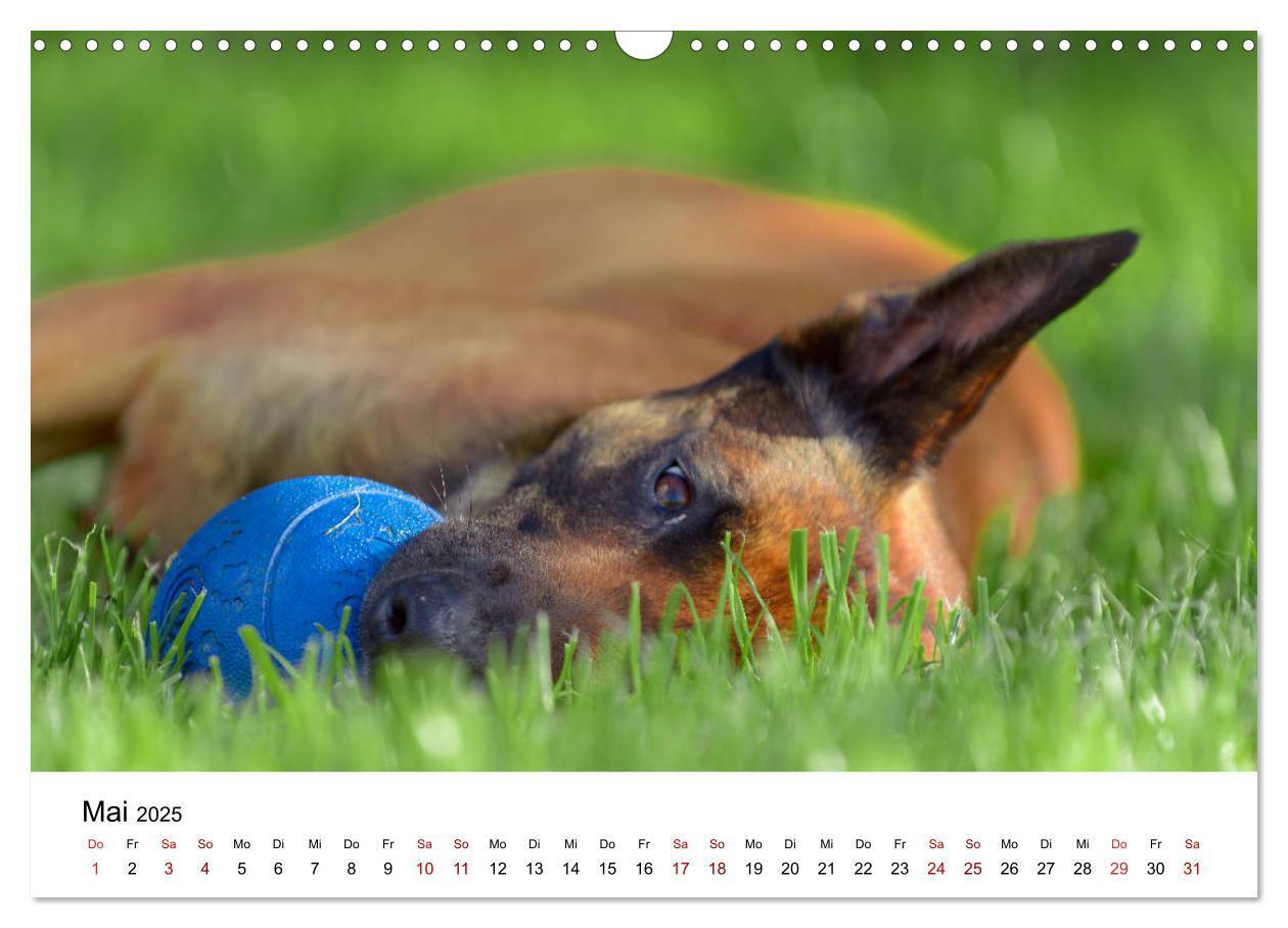 Bild: 9783435340019 | Malinois - Wahnsinn auf vier Pfoten (Wandkalender 2025 DIN A3...