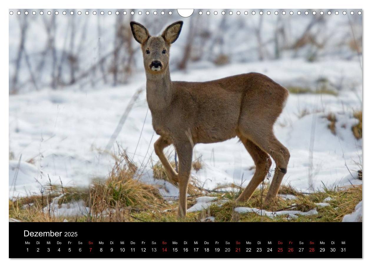 Bild: 9783435556878 | Wilde Heimat (Wandkalender 2025 DIN A3 quer), CALVENDO Monatskalender