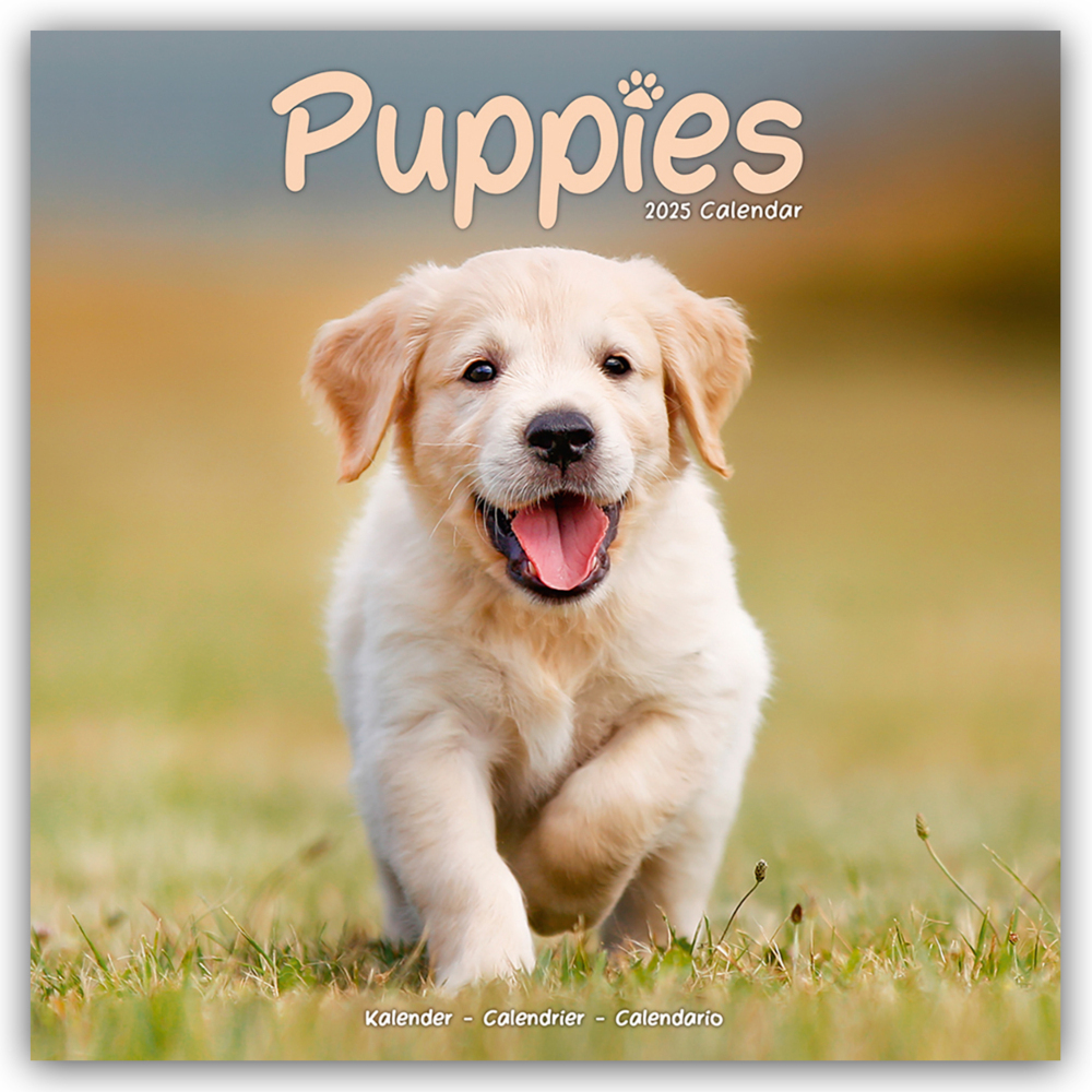 Cover: 9781804604472 | Puppies - Welpen 2025 16-Monatskalender | Avonside Publishing Ltd.