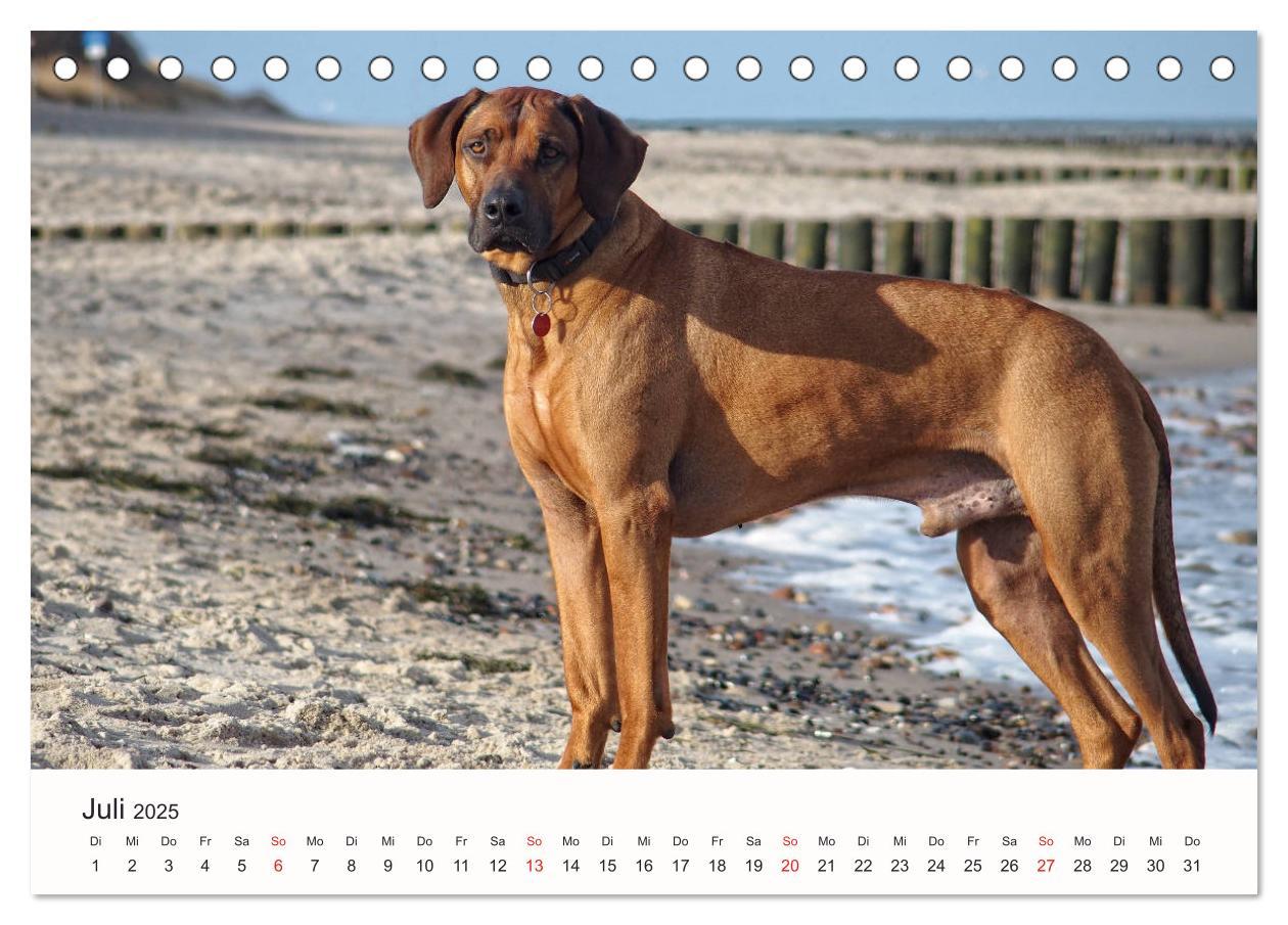 Bild: 9783435473816 | Rhodesian Ridgeback Schönheit aus Afrika (Tischkalender 2025 DIN A5...