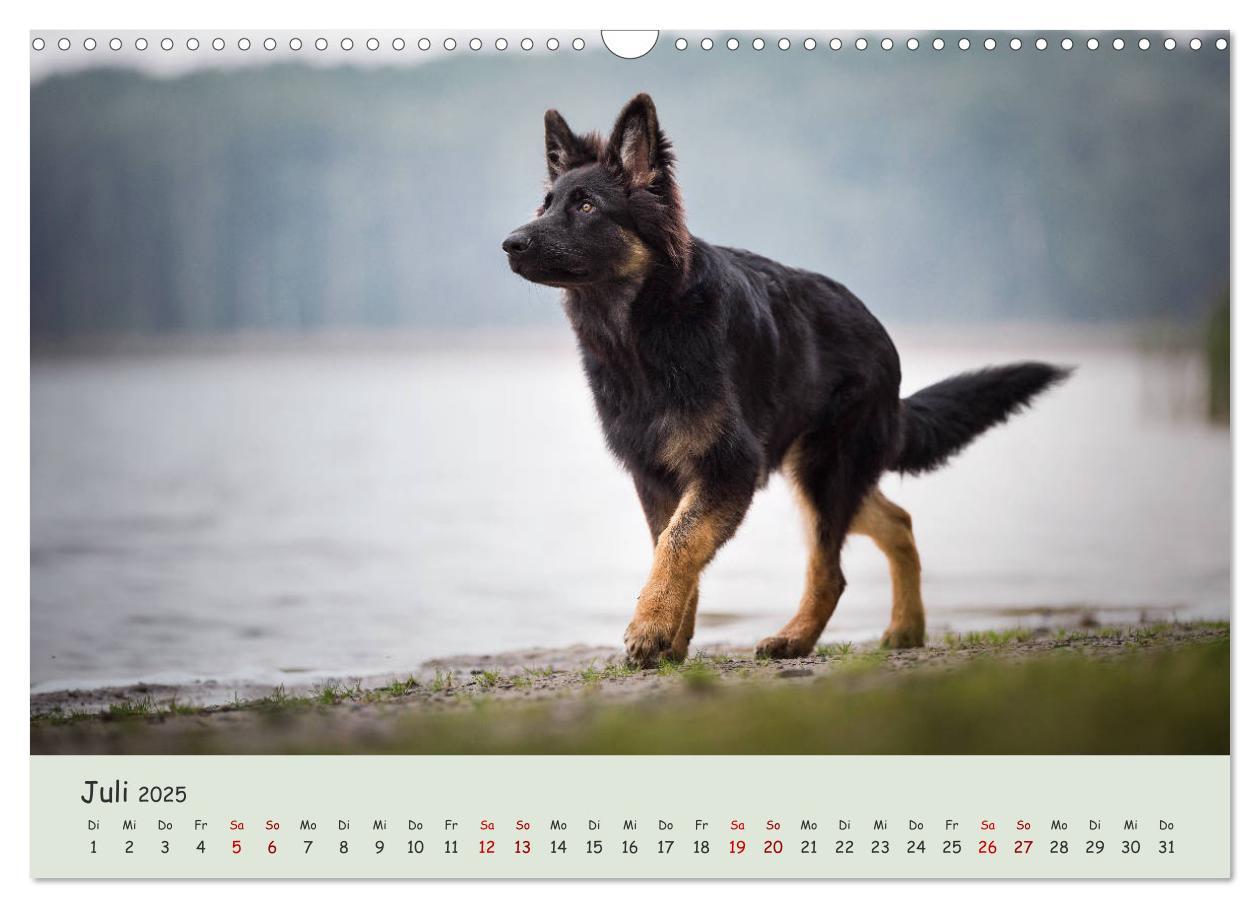 Bild: 9783435350988 | Schäferhunde und Ihre Vielfalt (Wandkalender 2025 DIN A3 quer),...