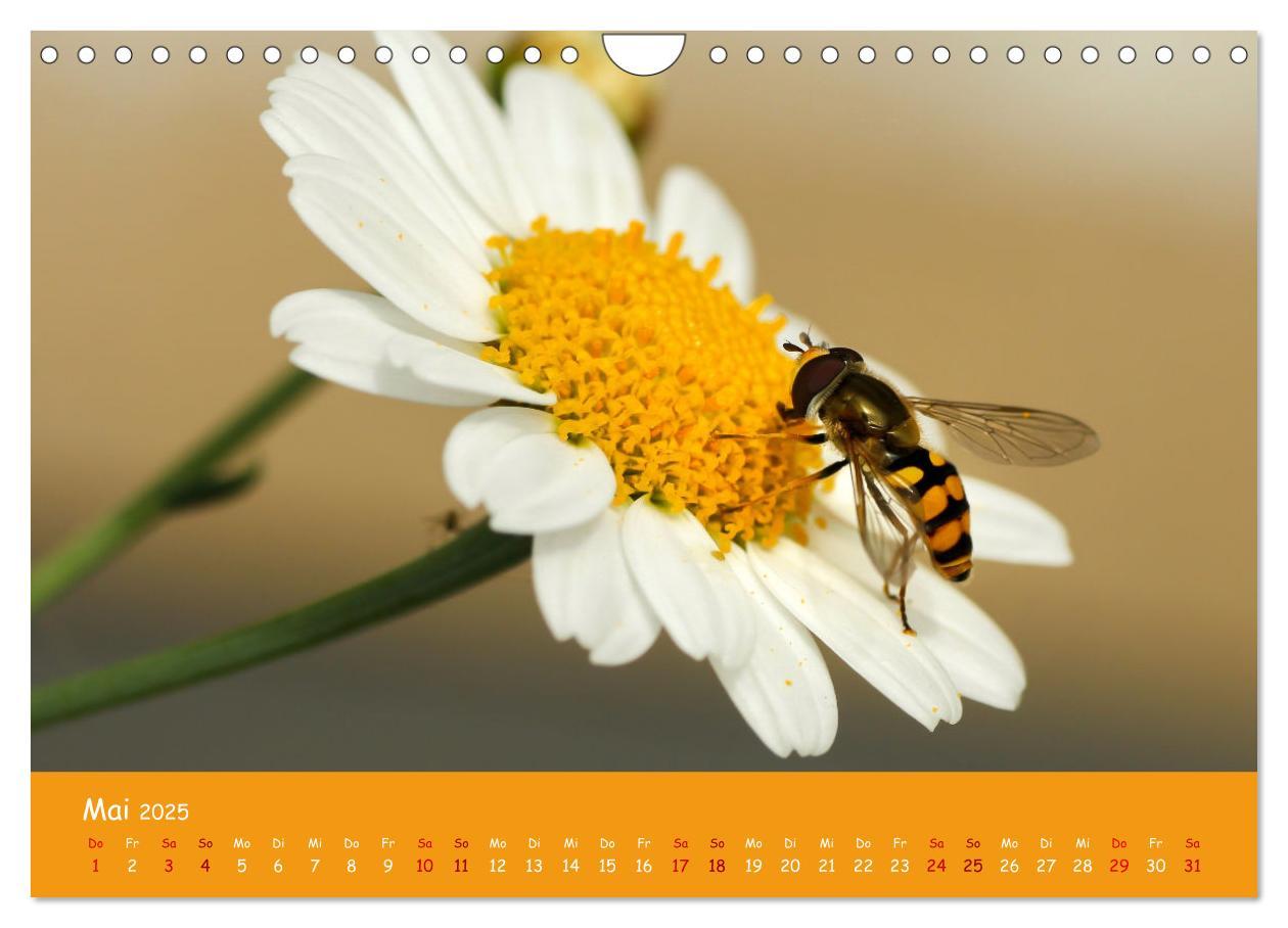 Bild: 9783435089192 | Insekten - Kleine Wunder (Wandkalender 2025 DIN A4 quer), CALVENDO...