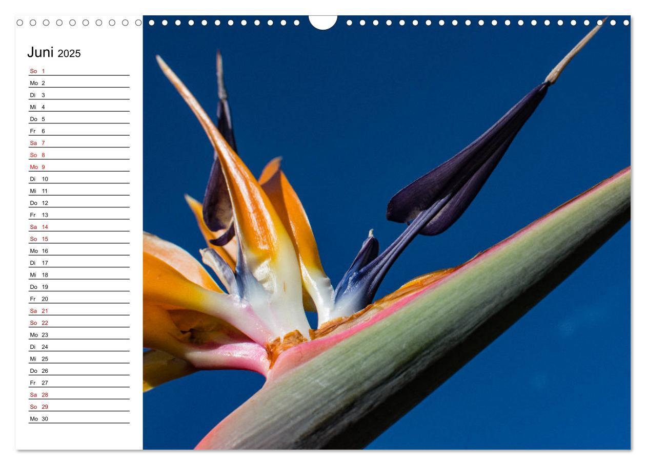 Bild: 9783435398553 | Strelitzien - die Paradiesvögel unter den Blumen (Wandkalender 2025...