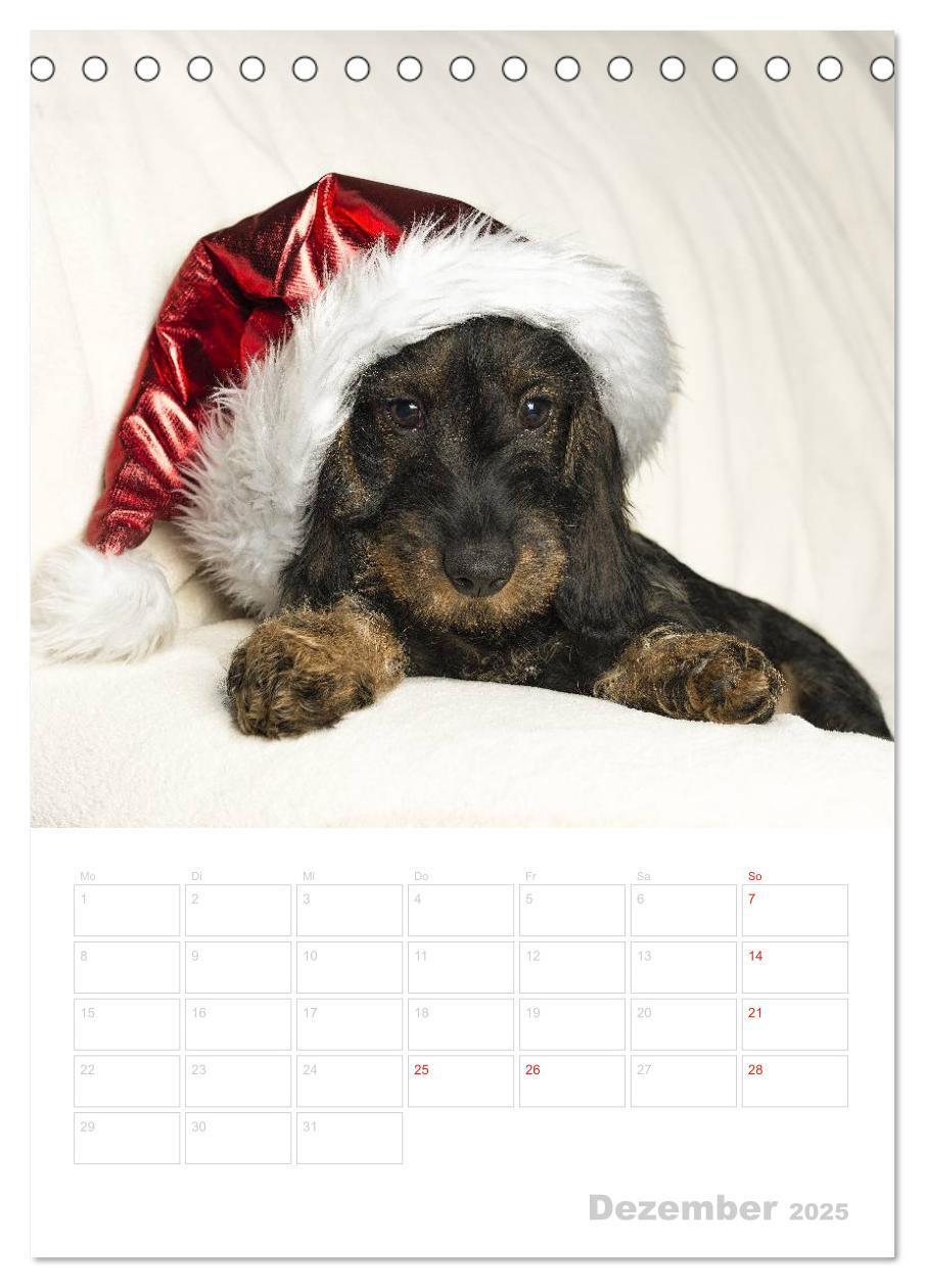 Bild: 9783457013472 | Der Dackel - mein kleiner Freund (Tischkalender 2025 DIN A5 hoch),...