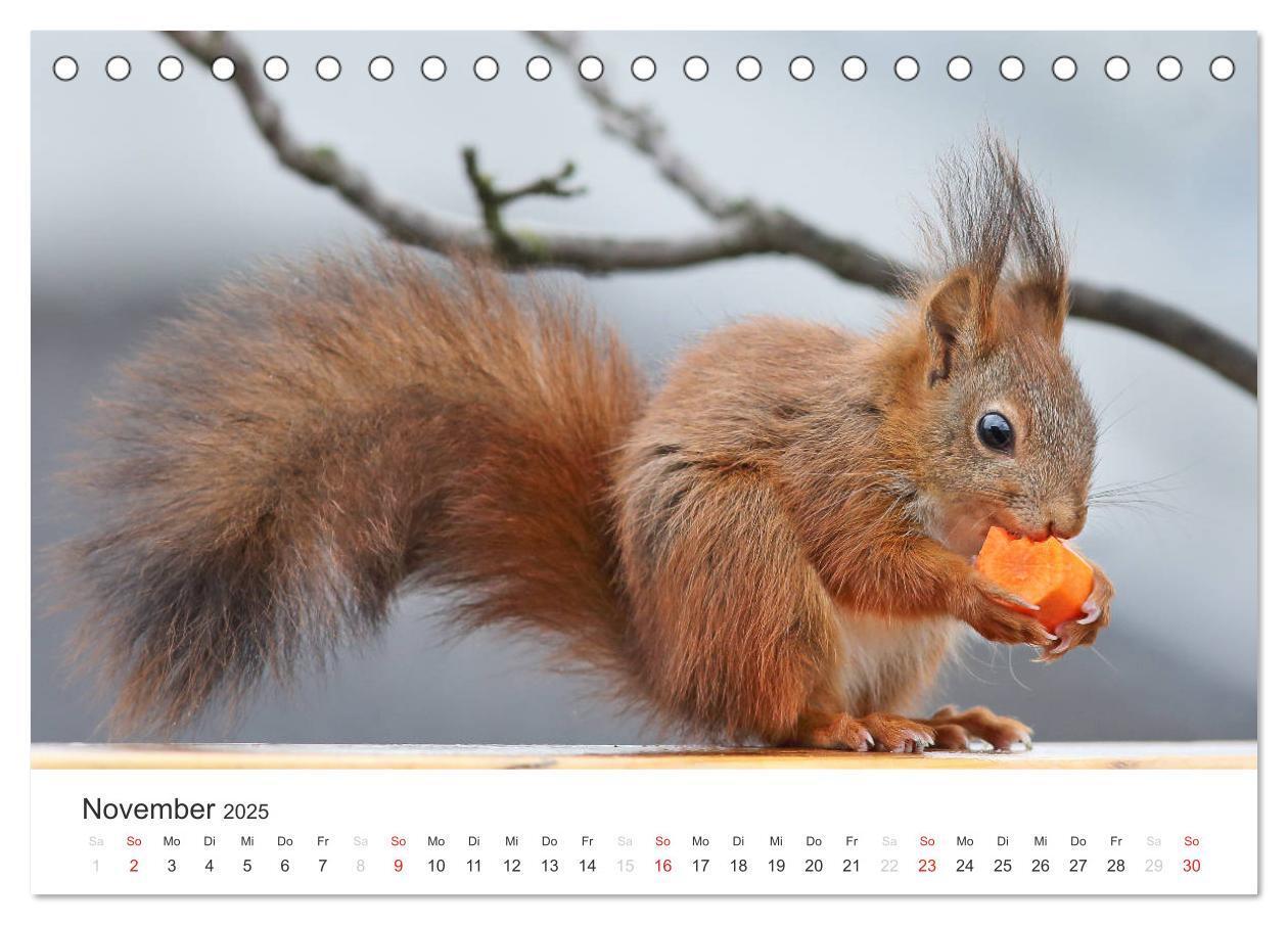 Bild: 9783435545780 | Eichhörnchen Kinder (Tischkalender 2025 DIN A5 quer), CALVENDO...