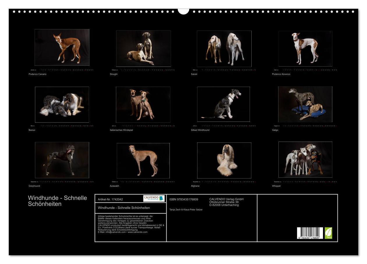 Bild: 9783435176809 | Windhunde - Schnelle Schönheiten (Wandkalender 2025 DIN A2 quer),...