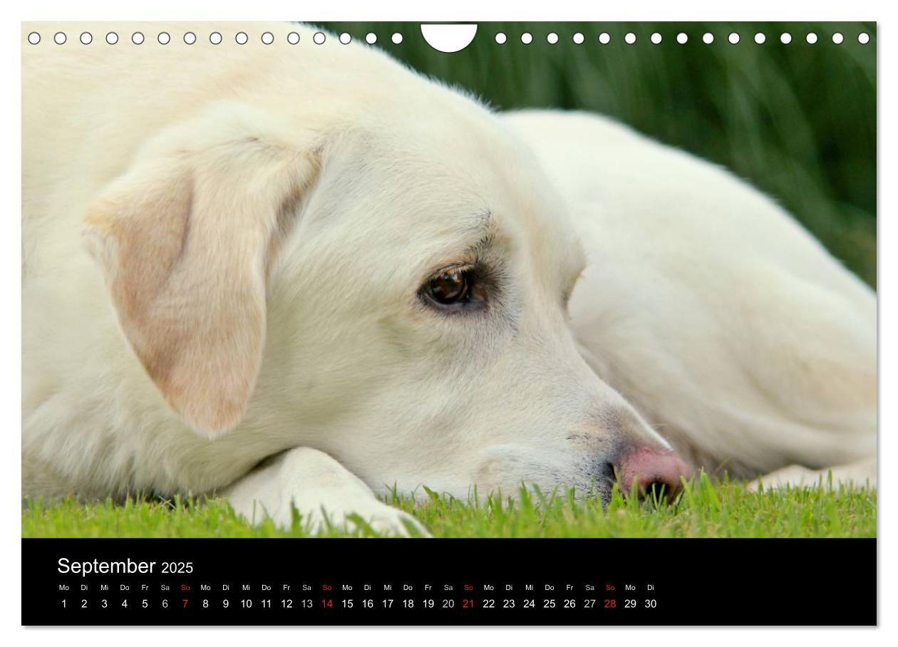 Bild: 9783435757114 | Labrador Retriever 2025 (Wandkalender 2025 DIN A4 quer), CALVENDO...