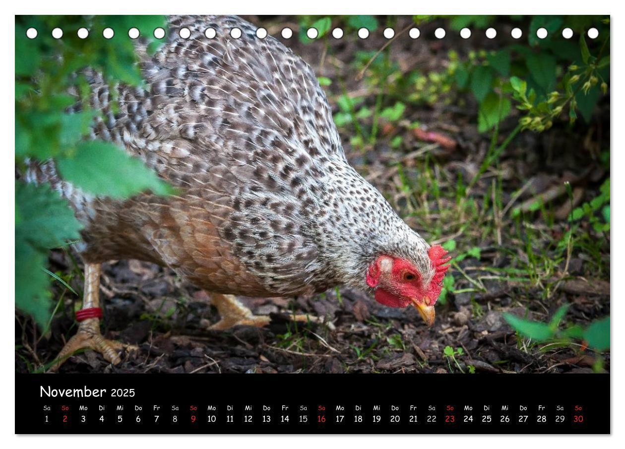 Bild: 9783435554263 | Gartenhühner (Tischkalender 2025 DIN A5 quer), CALVENDO Monatskalender