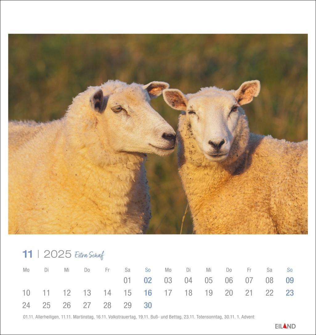 Bild: 9783964023254 | Extra Schaf Postkartenkalender 2025 | Eiland | Kalender | 13 S. | 2025