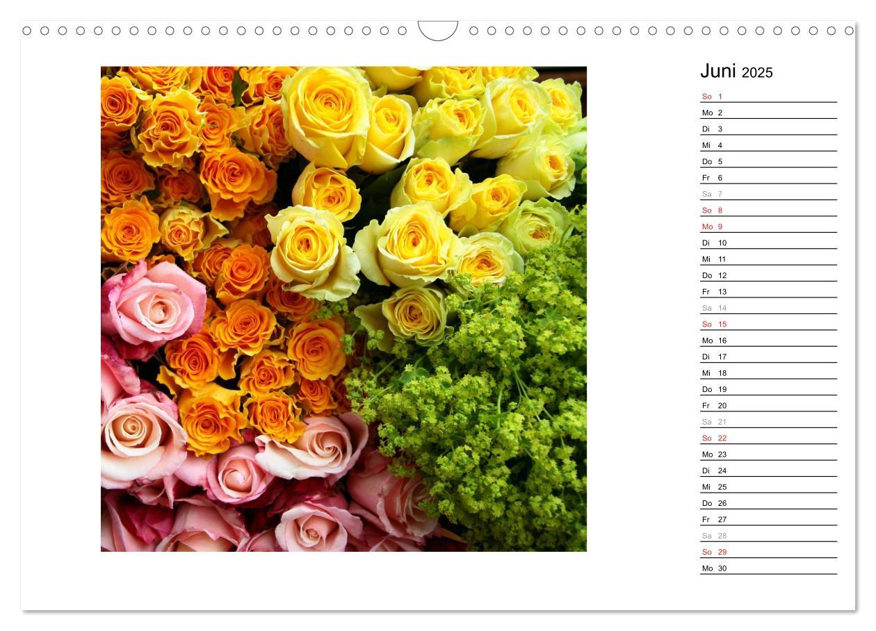 Bild: 9783435467761 | Die vielen Gesichter der Rosen (Wandkalender 2025 DIN A3 quer),...