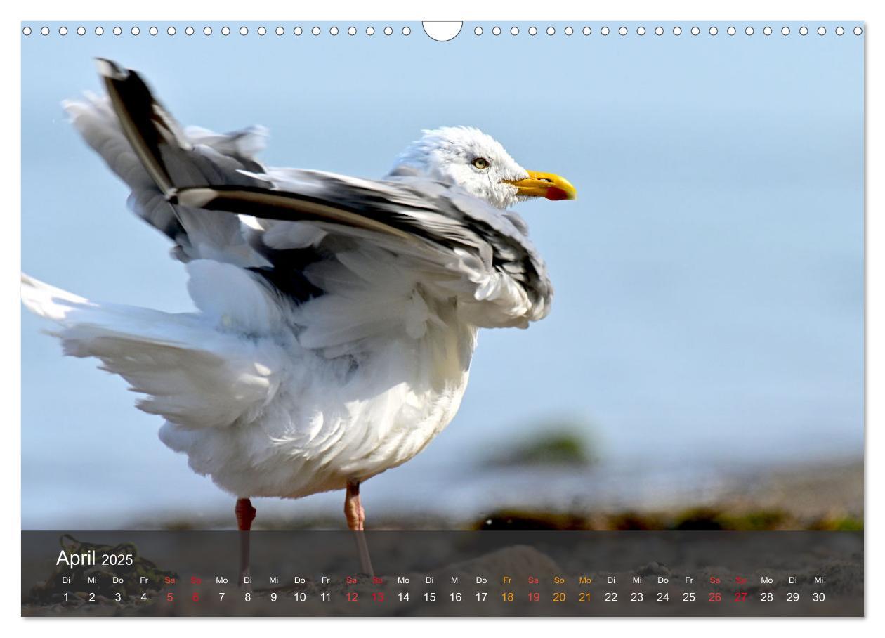 Bild: 9783383926143 | Strand und Küste - Möwen (Wandkalender 2025 DIN A3 quer), CALVENDO...