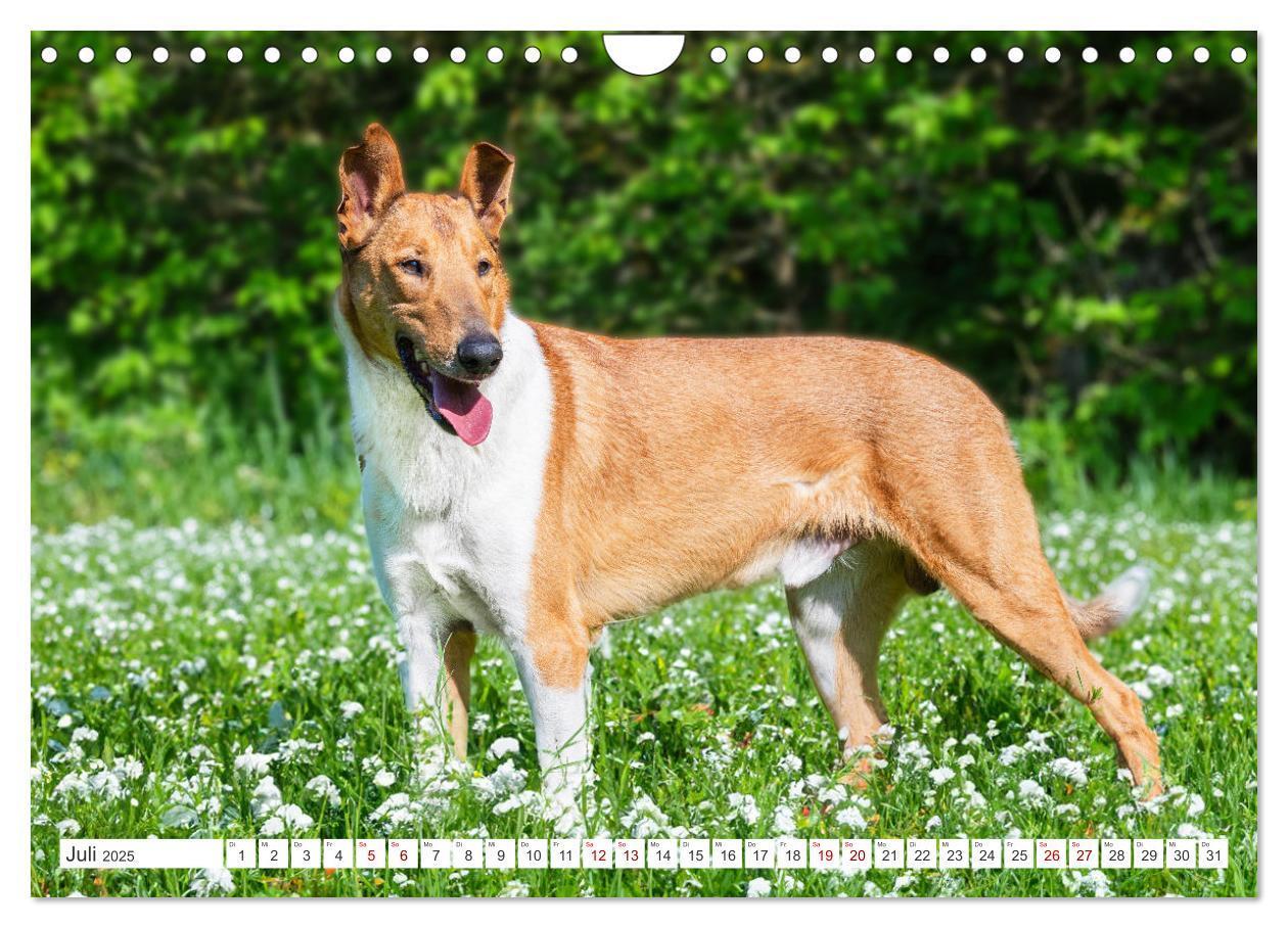 Bild: 9783457153178 | Ein Freund fürs Leben - Smooth Collie (Wandkalender 2025 DIN A4...