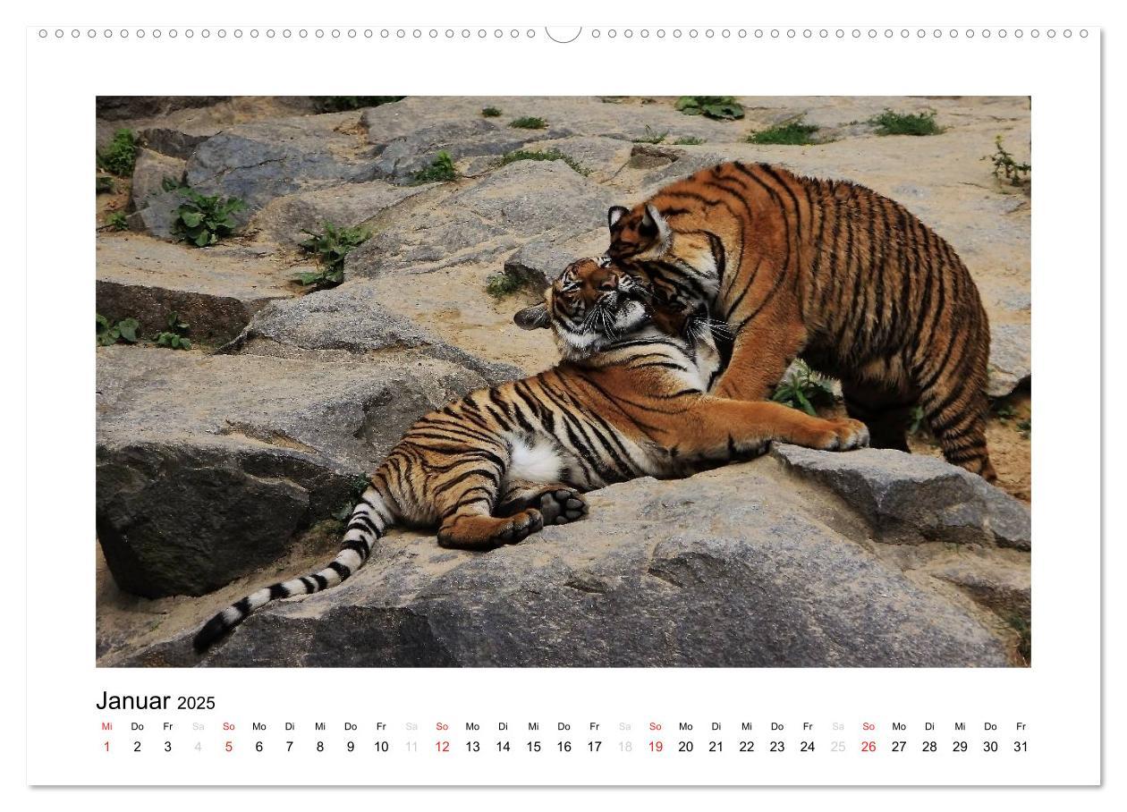 Bild: 9783435754298 | Tiger 2025 (Wandkalender 2025 DIN A2 quer), CALVENDO Monatskalender