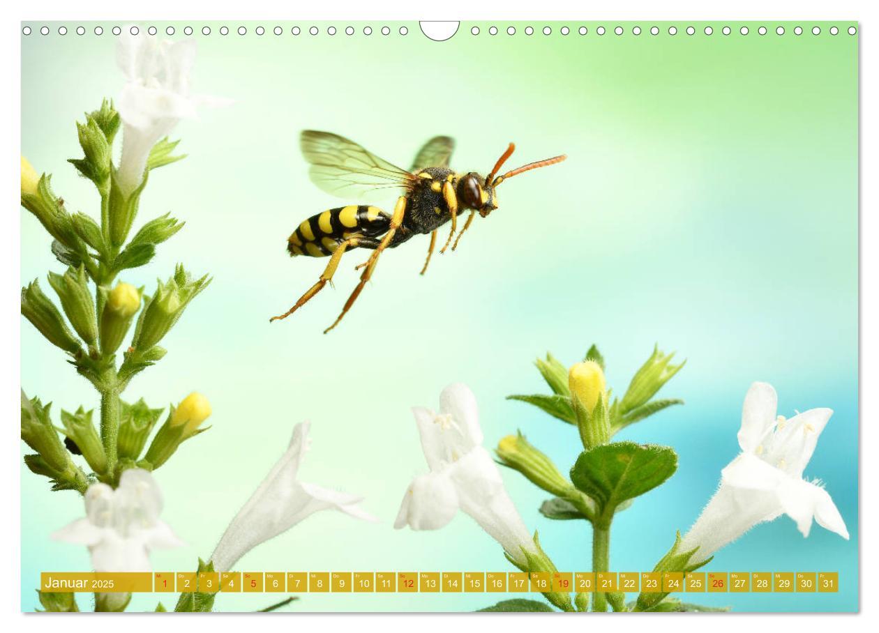 Bild: 9783435220557 | Sechs Beine in der Luft - Wildbienen im Flug (Wandkalender 2025 DIN...