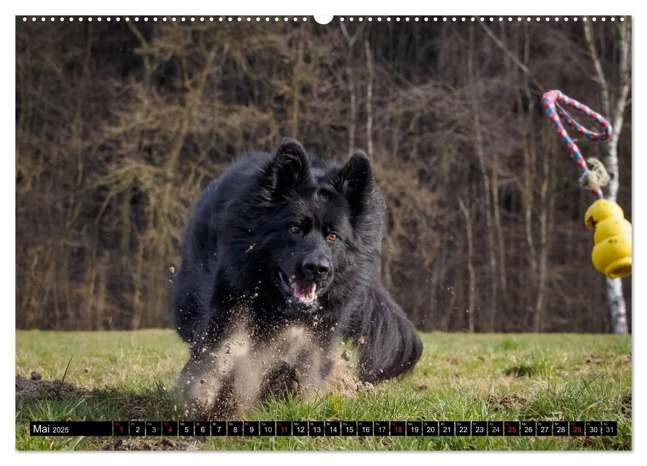 Bild: 9783435572342 | Schwarz ist schön! Der lackschwarze altdeutsche Schäferhund...