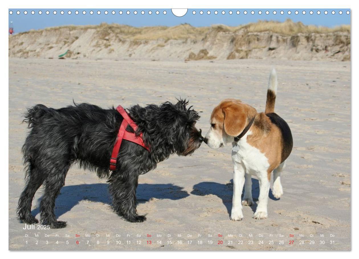 Bild: 9783435746569 | Beagle (Wandkalender 2025 DIN A3 quer), CALVENDO Monatskalender | Berg