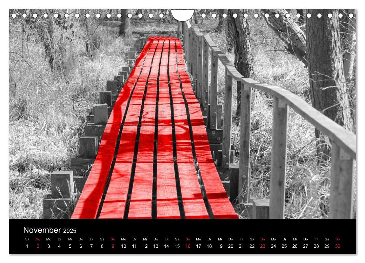 Bild: 9783435704866 | Blickfang in Rot (Wandkalender 2025 DIN A4 quer), CALVENDO...