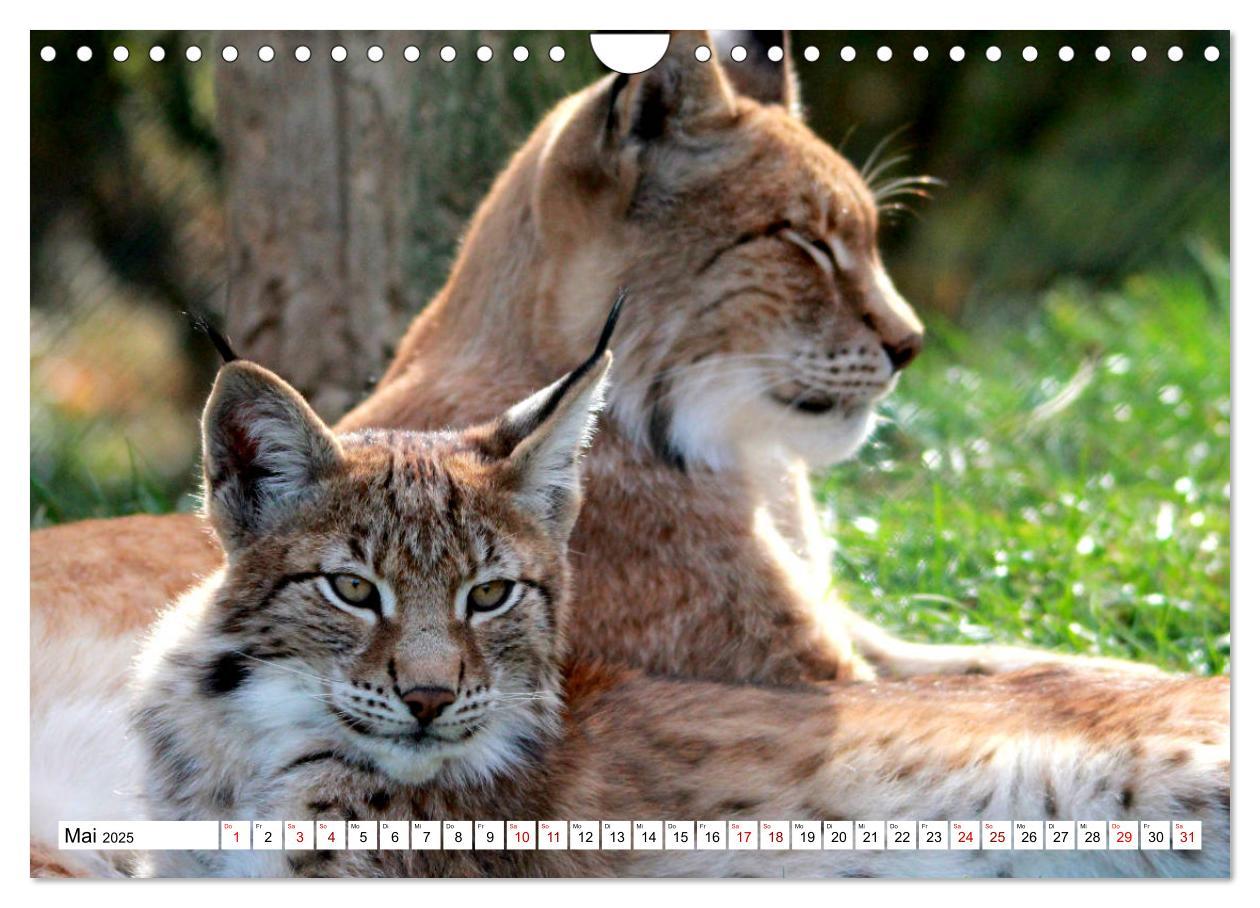 Bild: 9783435420773 | Familie Luchs - Die Jäger mit dem Pinselohr (Wandkalender 2025 DIN...