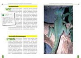 Bild: 9783937285023 | Der Stirnlappenbasilisk | Basiliscus plumifrons | Ingo Kober | Buch