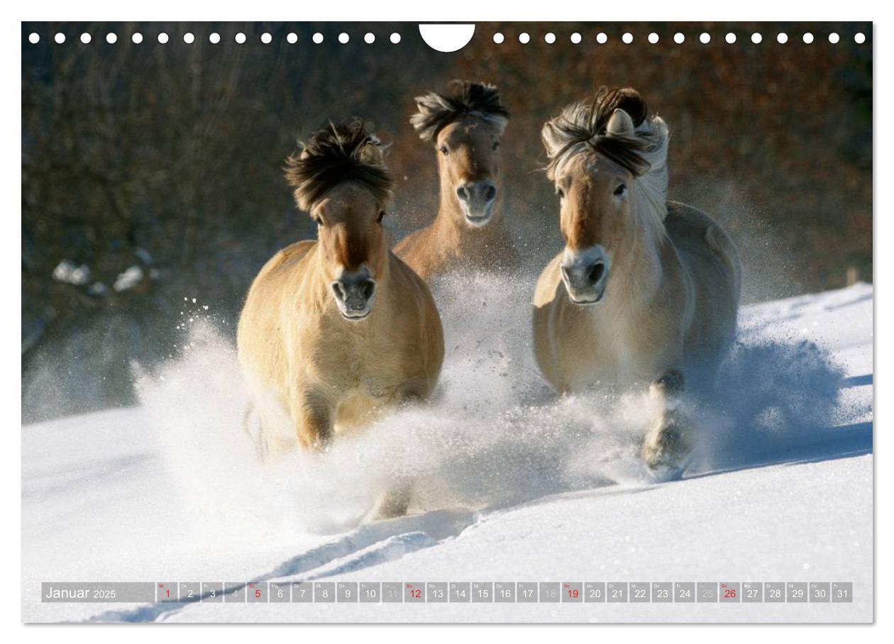 Bild: 9783435754533 | Fjordpferde - Norweger (Wandkalender 2025 DIN A4 quer), CALVENDO...