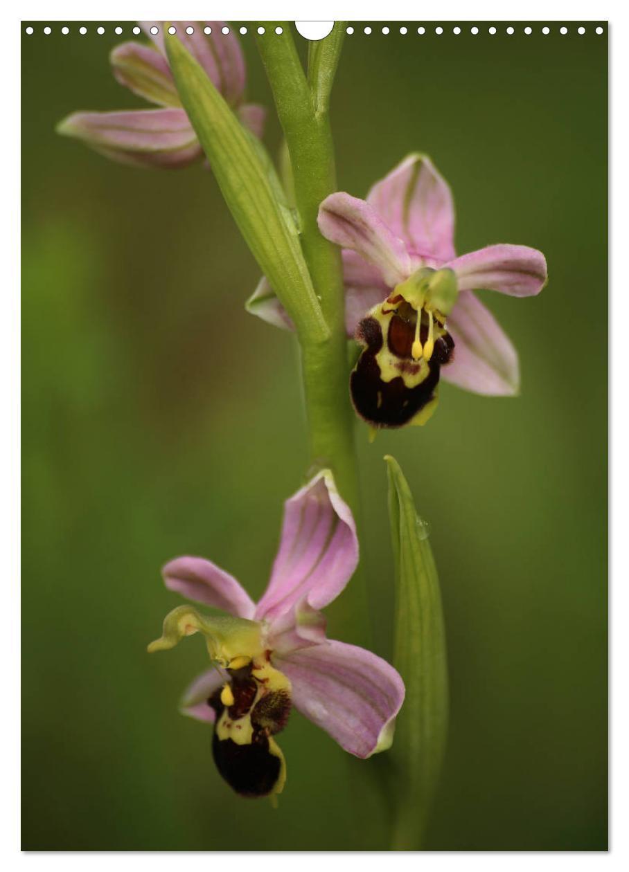 Bild: 9783457006801 | Juwelen der Natur - Ein Orchideensommer (Wandkalender 2025 DIN A3...