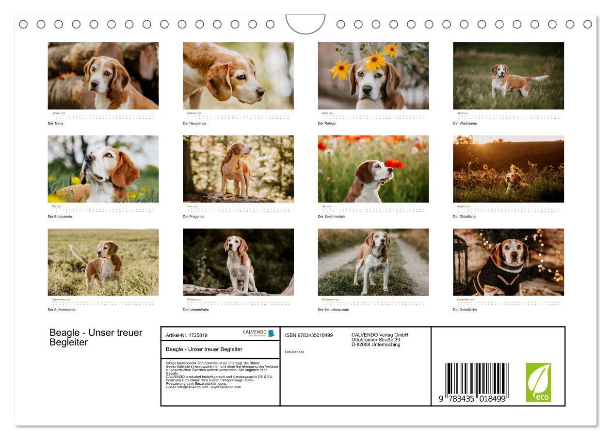 Bild: 9783435018499 | Beagle - Unser treuer Begleiter (Wandkalender 2025 DIN A4 quer),...