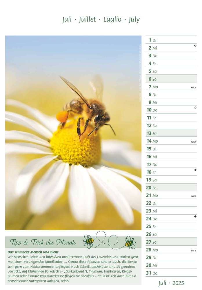 Bild: 4251732344399 | Alpha Edition - Bienen 2025 Bildkalender, 23,7x34cm, Kalender mit...