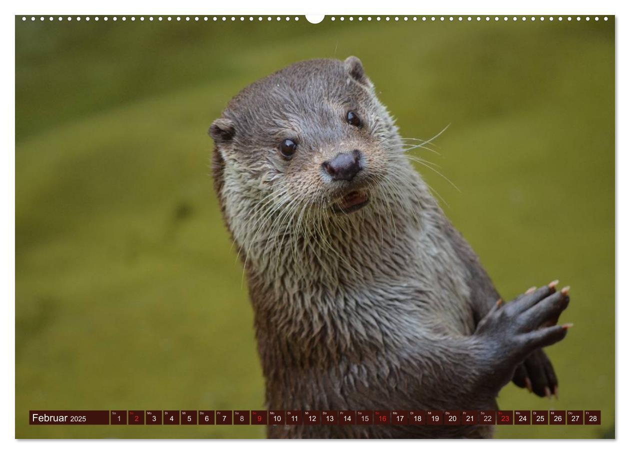 Bild: 9783435605323 | Otter. Frech, laut und clever (Wandkalender 2025 DIN A2 quer),...