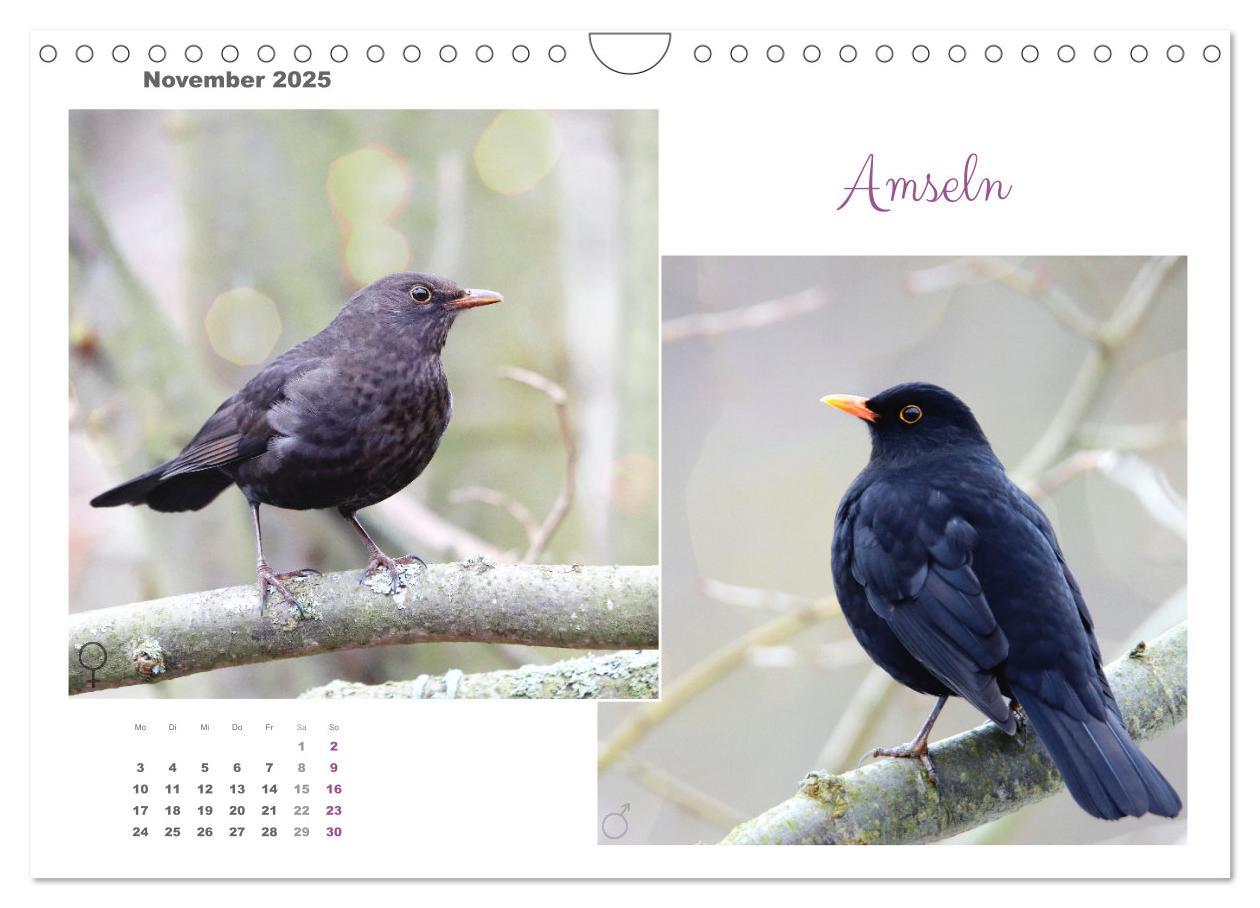 Bild: 9783435060269 | Vogel-Pärchen (Wandkalender 2025 DIN A4 quer), CALVENDO Monatskalender