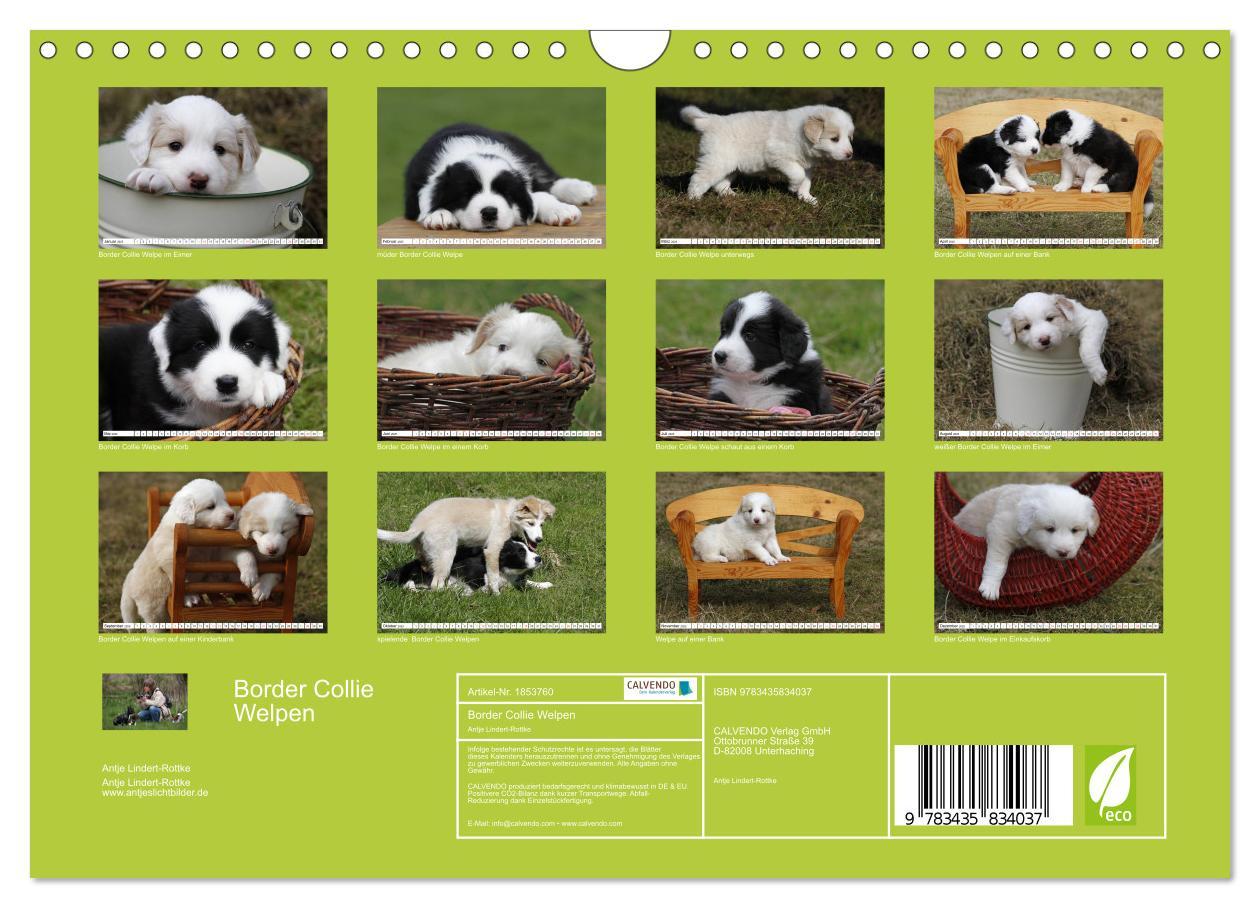 Bild: 9783435834037 | Border Collie Welpen (Wandkalender 2025 DIN A4 quer), CALVENDO...