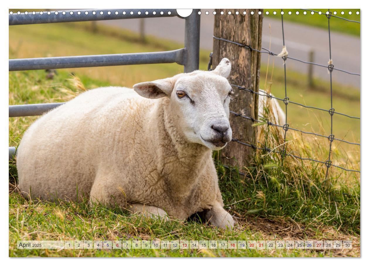 Bild: 9783435106493 | Texel - Kleine Insel, große Vielfalt (Wandkalender 2025 DIN A3...