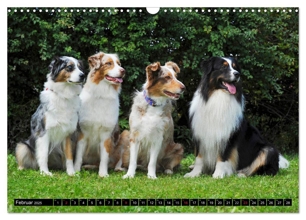 Bild: 9783435571130 | Bekannt wie ein bunter Hund. Australian Shepherd (Wandkalender 2025...