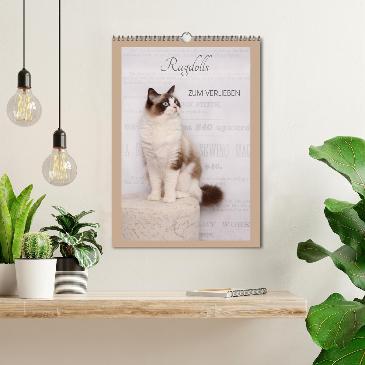 Bild: 9783457012895 | Ragdolls zum Verlieben (Wandkalender 2025 DIN A3 hoch), CALVENDO...