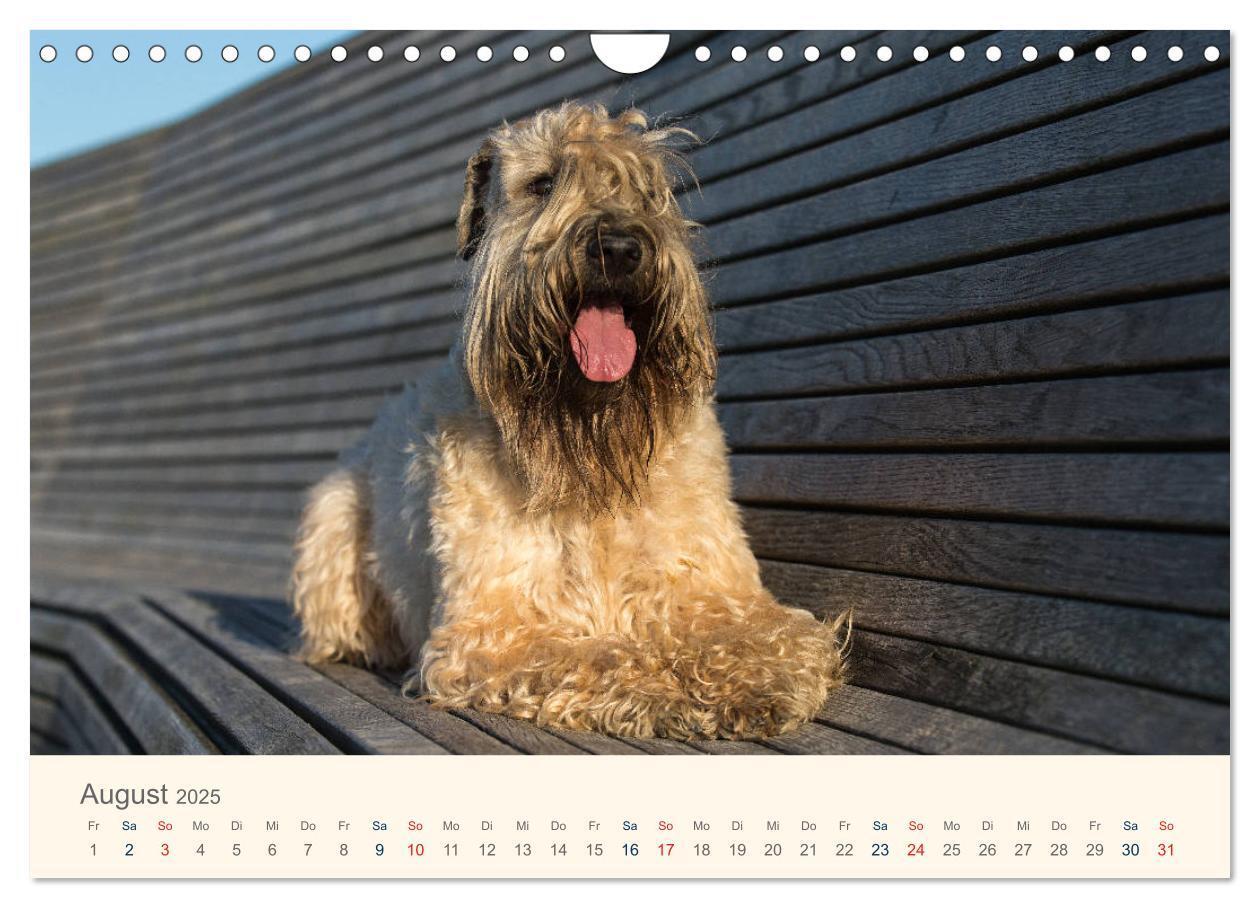 Bild: 9783435427901 | IRISH SOFT COATED WHEATEN TERRIER 2025 (Wandkalender 2025 DIN A4...