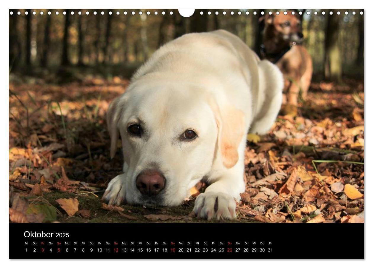 Bild: 9783435756575 | Labrador Retriever 2025 (Wandkalender 2025 DIN A3 quer), CALVENDO...