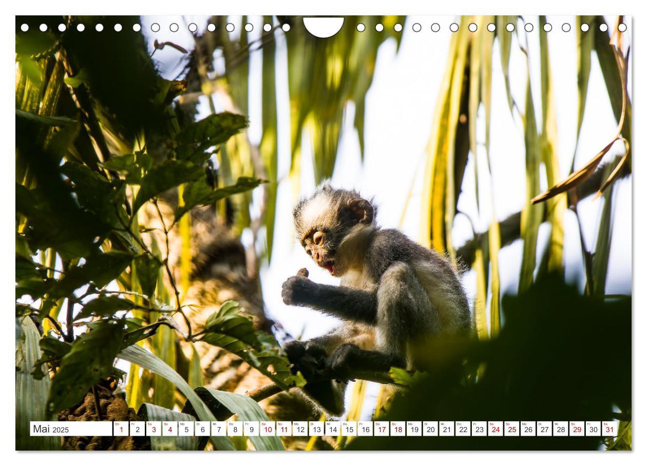 Bild: 9783457151006 | Gunung Leuser Nationalpark Sumatra (Wandkalender 2025 DIN A4 quer),...