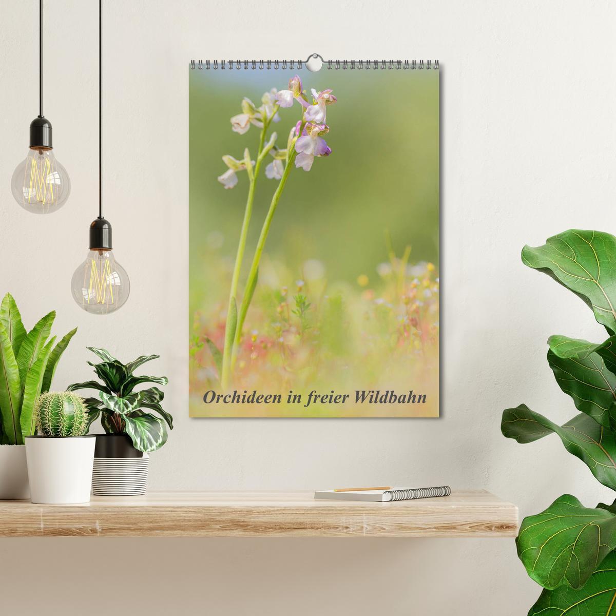 Bild: 9783435990207 | Orchideen in freier Wildbahn (Wandkalender 2025 DIN A3 hoch),...