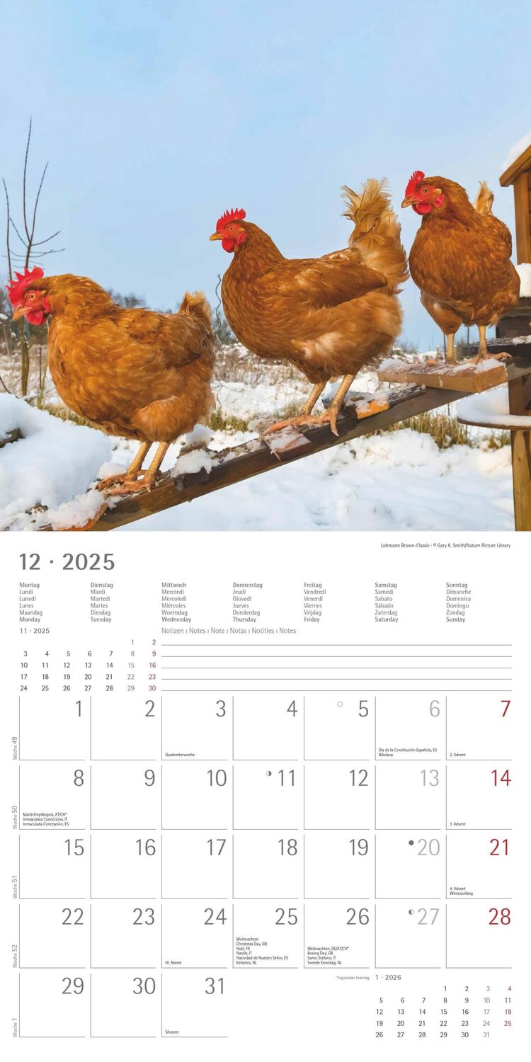 Bild: 4251732344306 | Hühner 2025 - Broschürenkalender 30x30 cm (30x60 geöffnet) -...