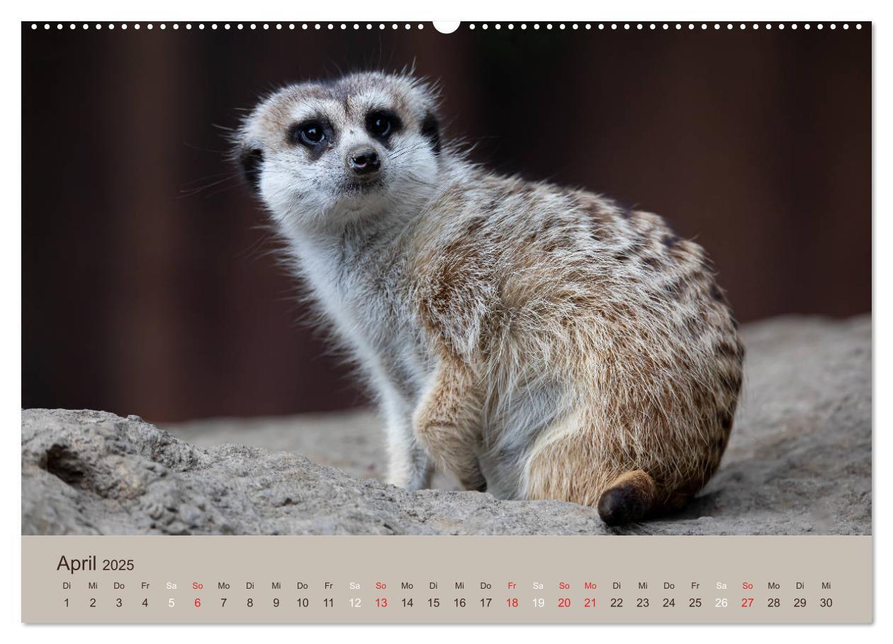 Bild: 9783435210640 | Quirlige Erdmännchen (Wandkalender 2025 DIN A2 quer), CALVENDO...