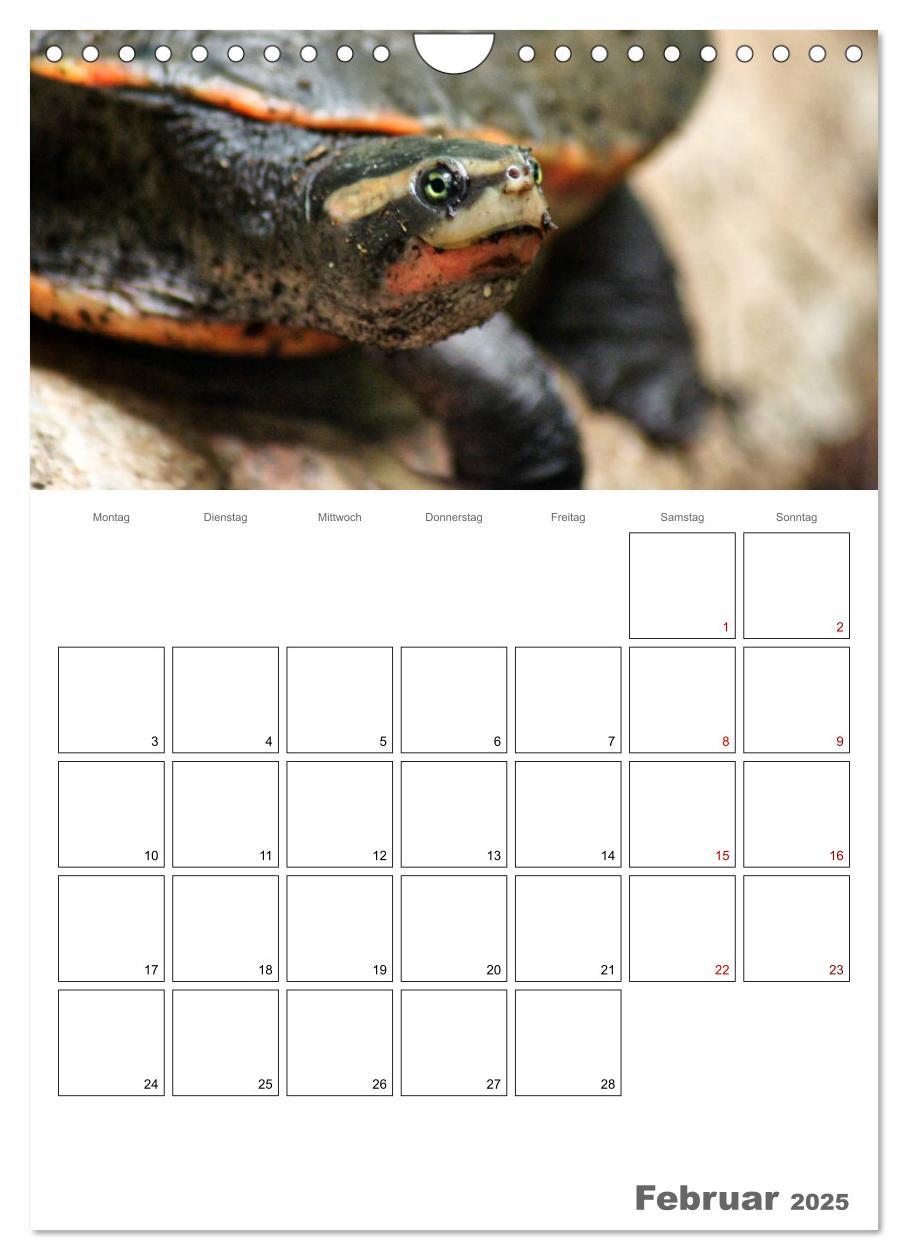 Bild: 9783457004876 | Langsame Schildkröten (Wandkalender 2025 DIN A4 hoch), CALVENDO...