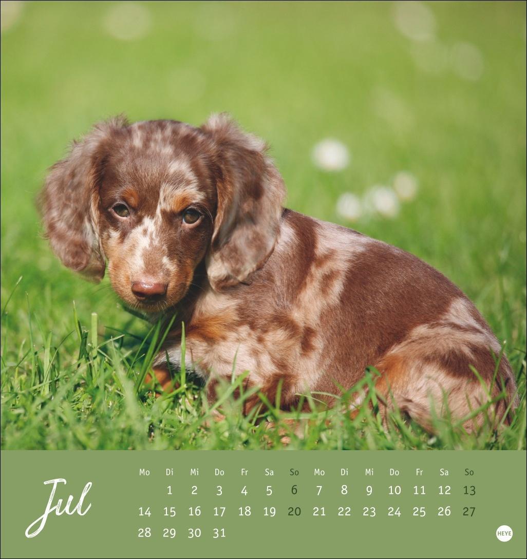 Bild: 9783756407156 | Dackel Postkartenkalender 2025 | Heye | Kalender | Spiralbindung