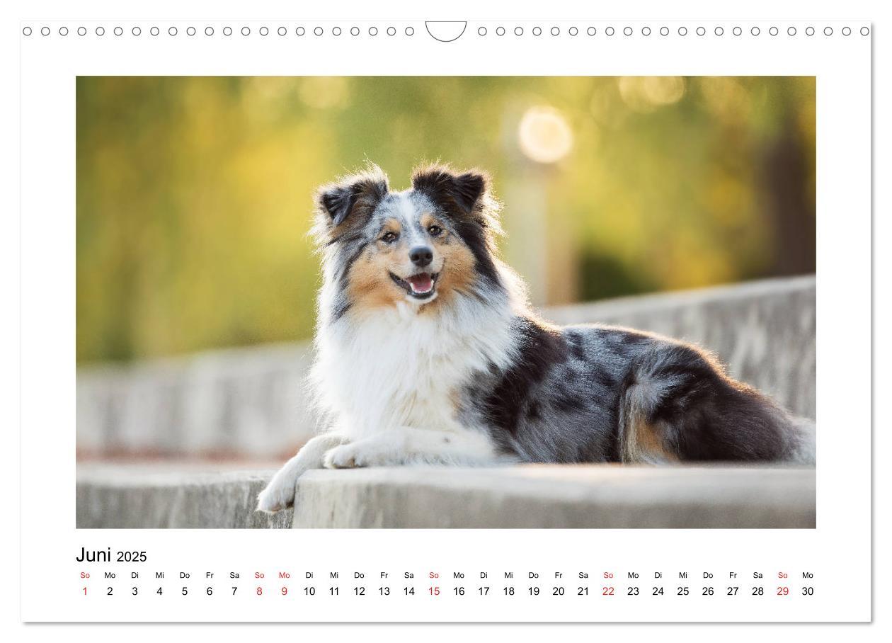 Bild: 9783435307944 | Herzensshelties - Shetland Sheepdogs (Wandkalender 2025 DIN A3...