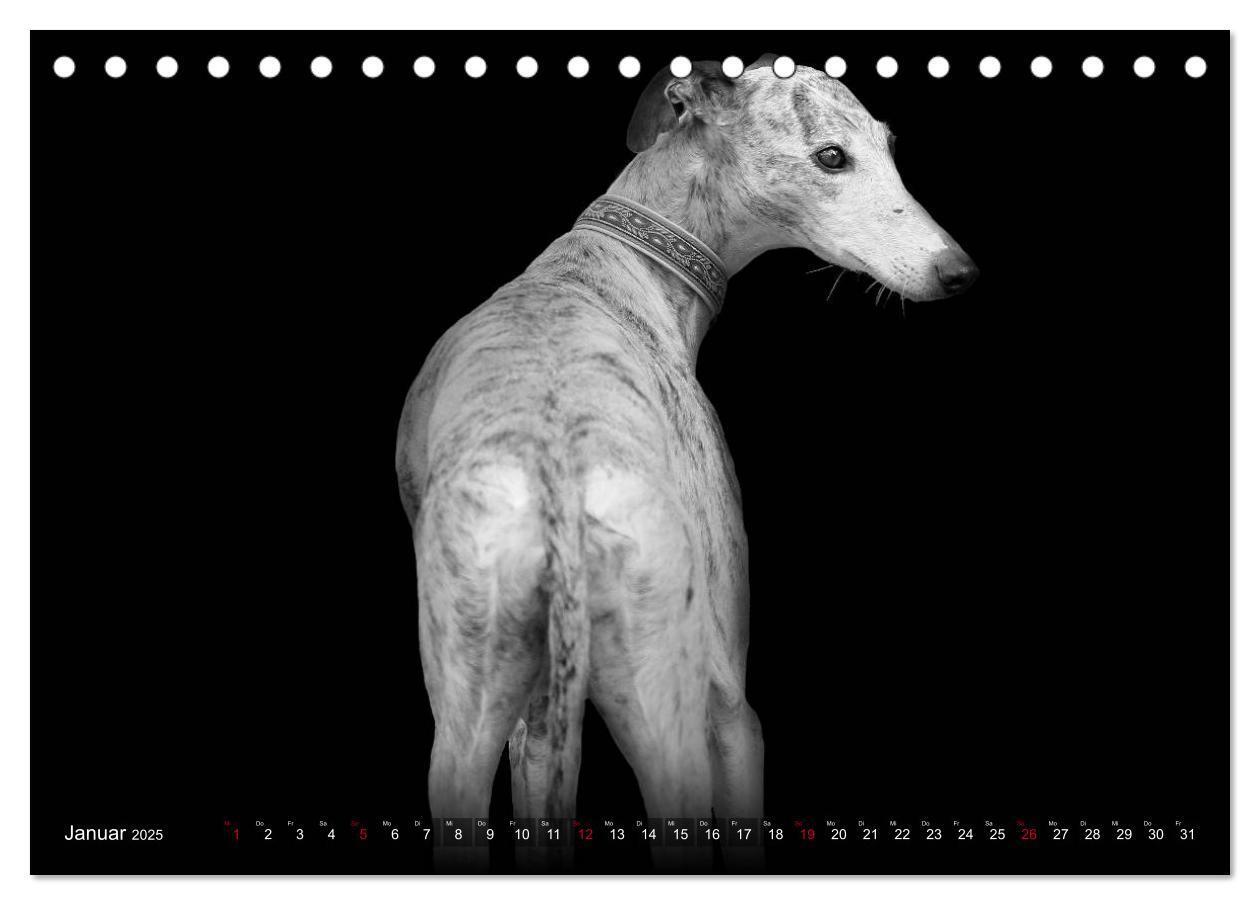 Bild: 9783383824036 | Galgo Español - der spanische Windhund 2025 (Tischkalender 2025 DIN...