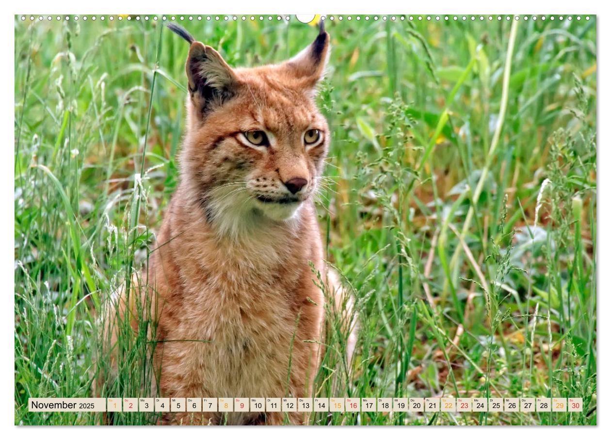 Bild: 9783435118144 | Raubkatze Luchs (Wandkalender 2025 DIN A2 quer), CALVENDO...