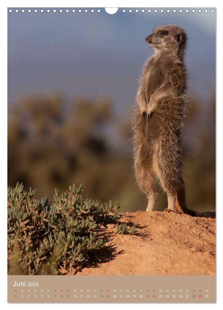 Bild: 9783457055052 | Erdmännchen - Afrikas liebenswerte Zwerge (Wandkalender 2025 DIN A3...