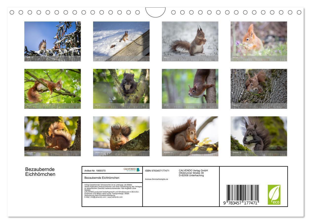 Bild: 9783457177471 | Bezaubernde Eichhörnchen (Wandkalender 2025 DIN A4 quer), CALVENDO...