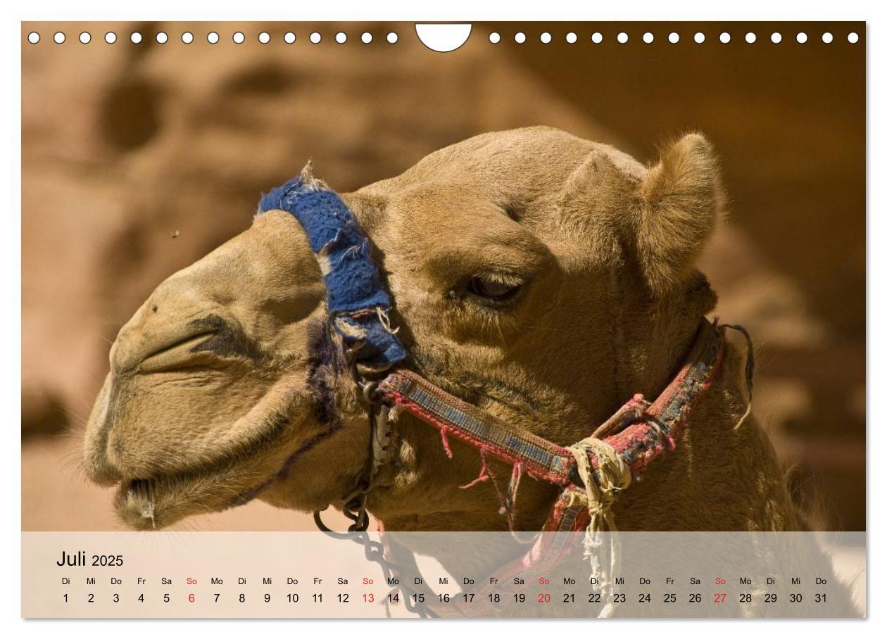 Bild: 9783435601035 | Kamele in der Wüstensonne (Wandkalender 2025 DIN A4 quer), CALVENDO...