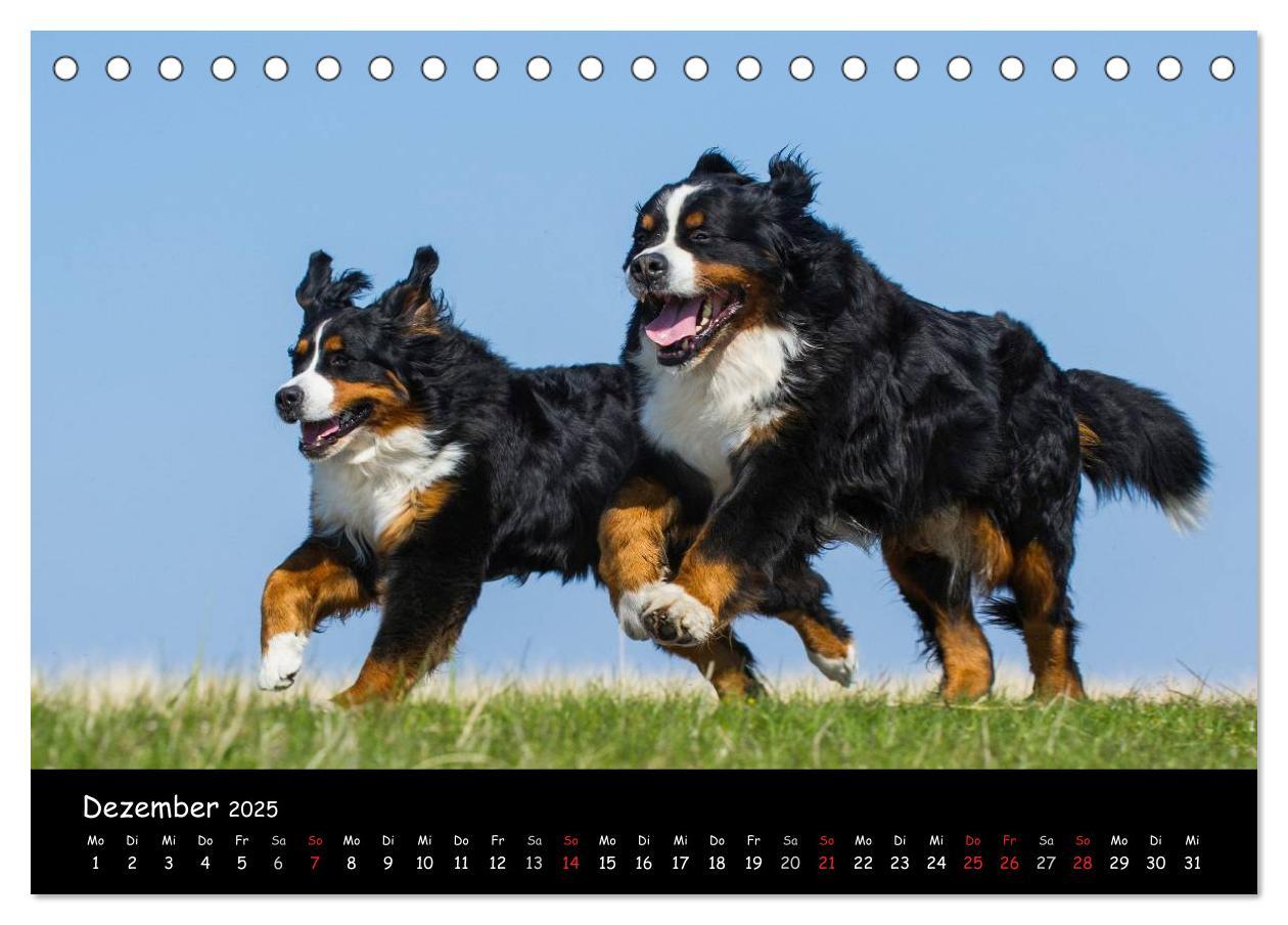 Bild: 9783435769643 | Berner Sennenhund 2025 (Tischkalender 2025 DIN A5 quer), CALVENDO...